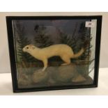 A taxidermy stuffed and mounted Stoat in naturalistic setting and three-sided glazed display case,