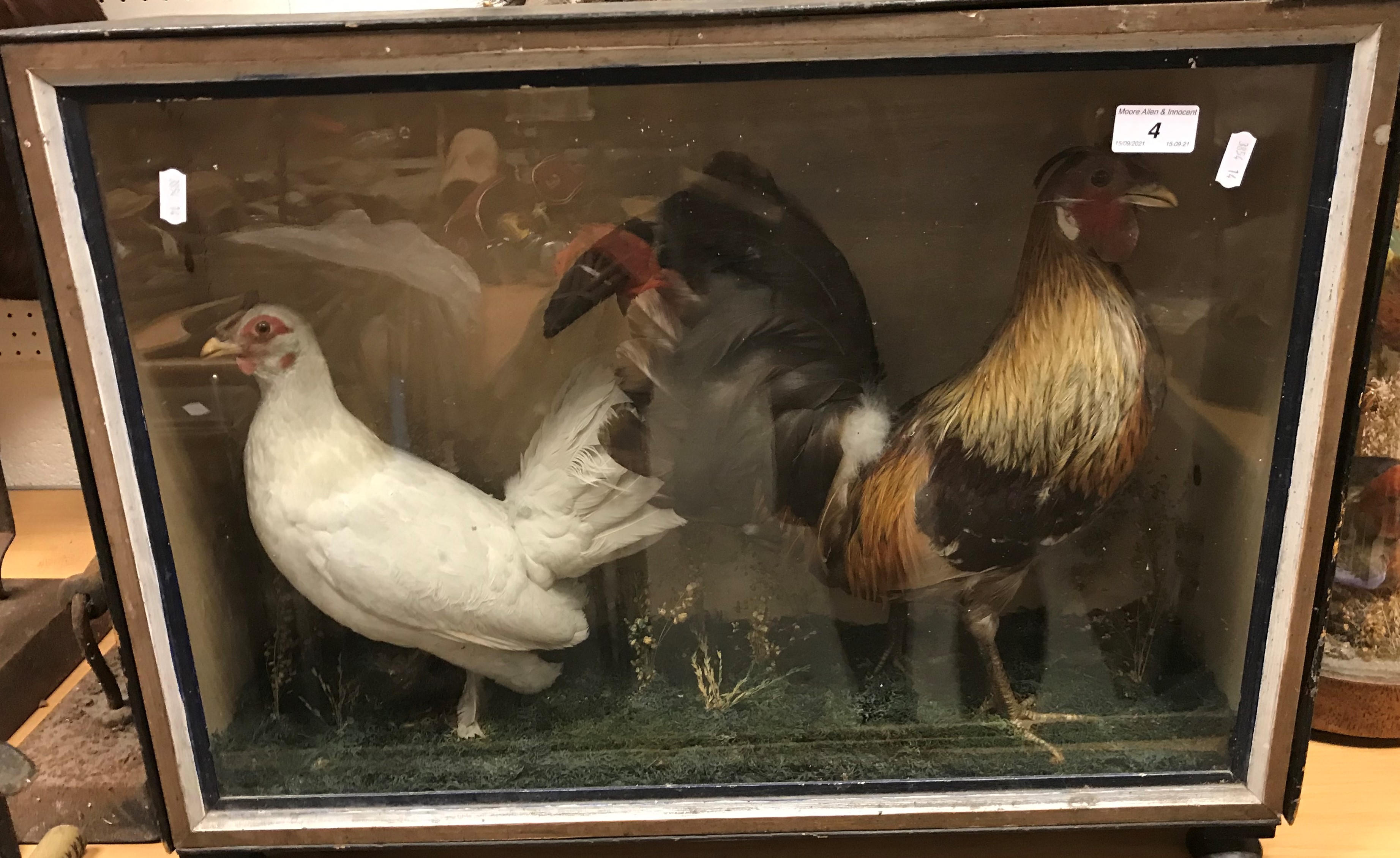 A taxidermy stuffed and mounted Jungle Fowl and White Feather Footed Bantam in naturalistic