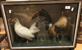 A taxidermy stuffed and mounted Jungle Fowl and White Feather Footed Bantam in naturalistic