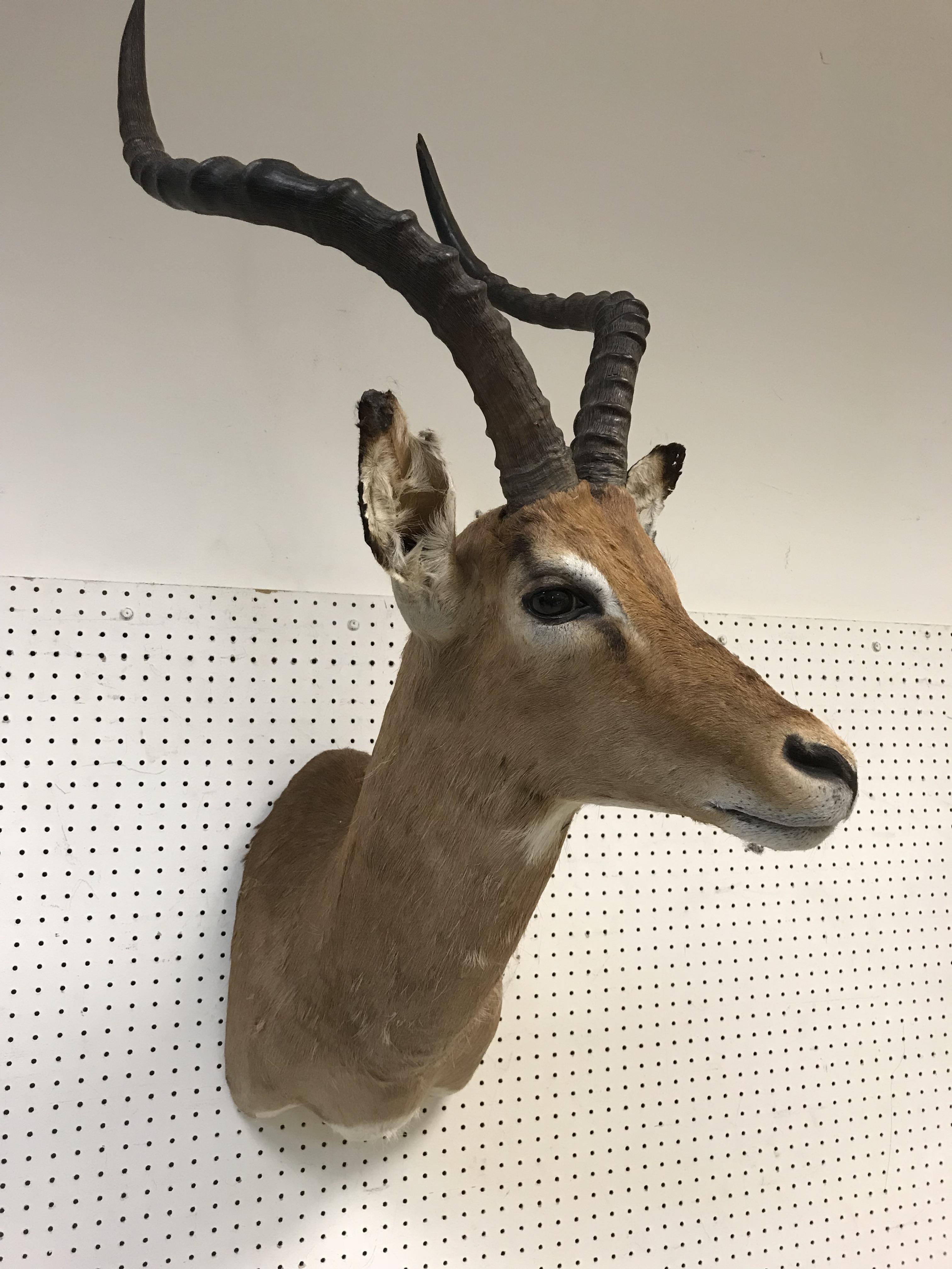 A taxidermy stuffed and mounted Impala head and shoulder mount with horns inscribed verso"Impala - Image 2 of 4