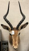 A modern taxidermy stuffed and mounted Impala head and shoulder mount approx. 86 cm high