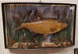 A rare Victorian taxidermy stuffed and mounted Bream by F Anstiss of London, in naturalistic setting