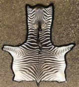A Zebra pelt rug with black felt backing, 348 cm long x 210 cm wide