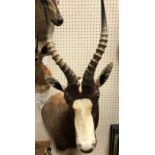 A modern taxidermy stuffed and mounted Bontebok head and shoulder mount bearing label verso "