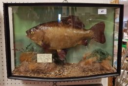 A taxidermy stuffed and mounted Crucian Carp in naturalistic setting and bow fronted three sided
