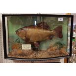 A taxidermy stuffed and mounted Crucian Carp in naturalistic setting and bow fronted three sided