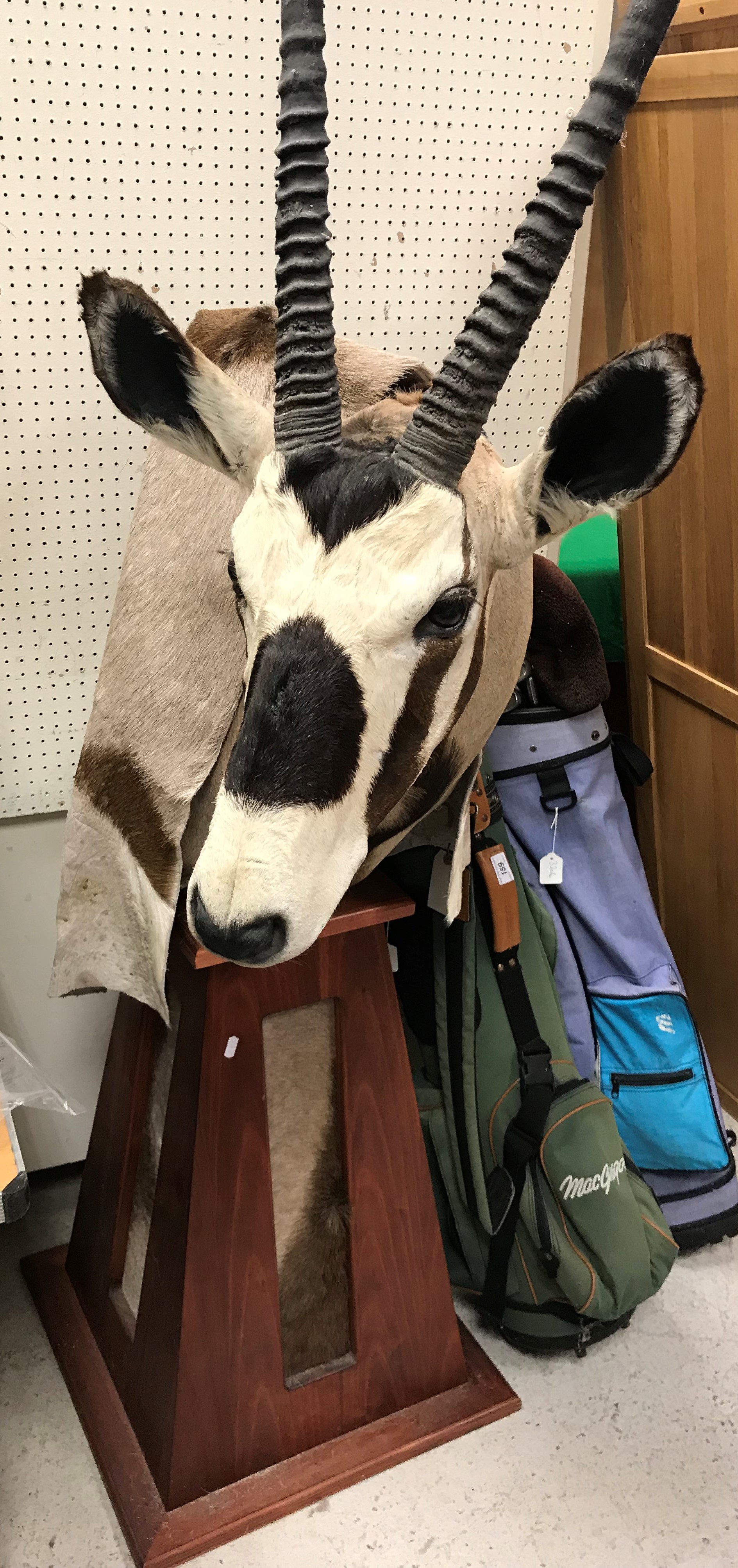 A modern taxidermy stuffed and mounted Gemsbok head and shoulder mount raised on a plinth base set