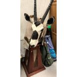 A modern taxidermy stuffed and mounted Gemsbok head and shoulder mount raised on a plinth base set