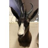 A modern taxidermy stuffed and mounted Black Springbok head and shoulder mount bearing tie on