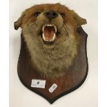 A taxidermy stuffed and mounted Fox mask on mahogany shield shape mount bearing label "Douglas K