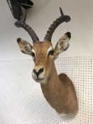 A taxidermy stuffed and mounted Impala head and shoulder mount with horns inscribed verso"Impala