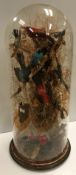 A Victorian taxidermy stuffed and mounted collection of eleven various exotic birds including