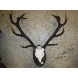 A pair of modern Red Deer twelve point Stag antlers with skull cap, mounted on a stained beech