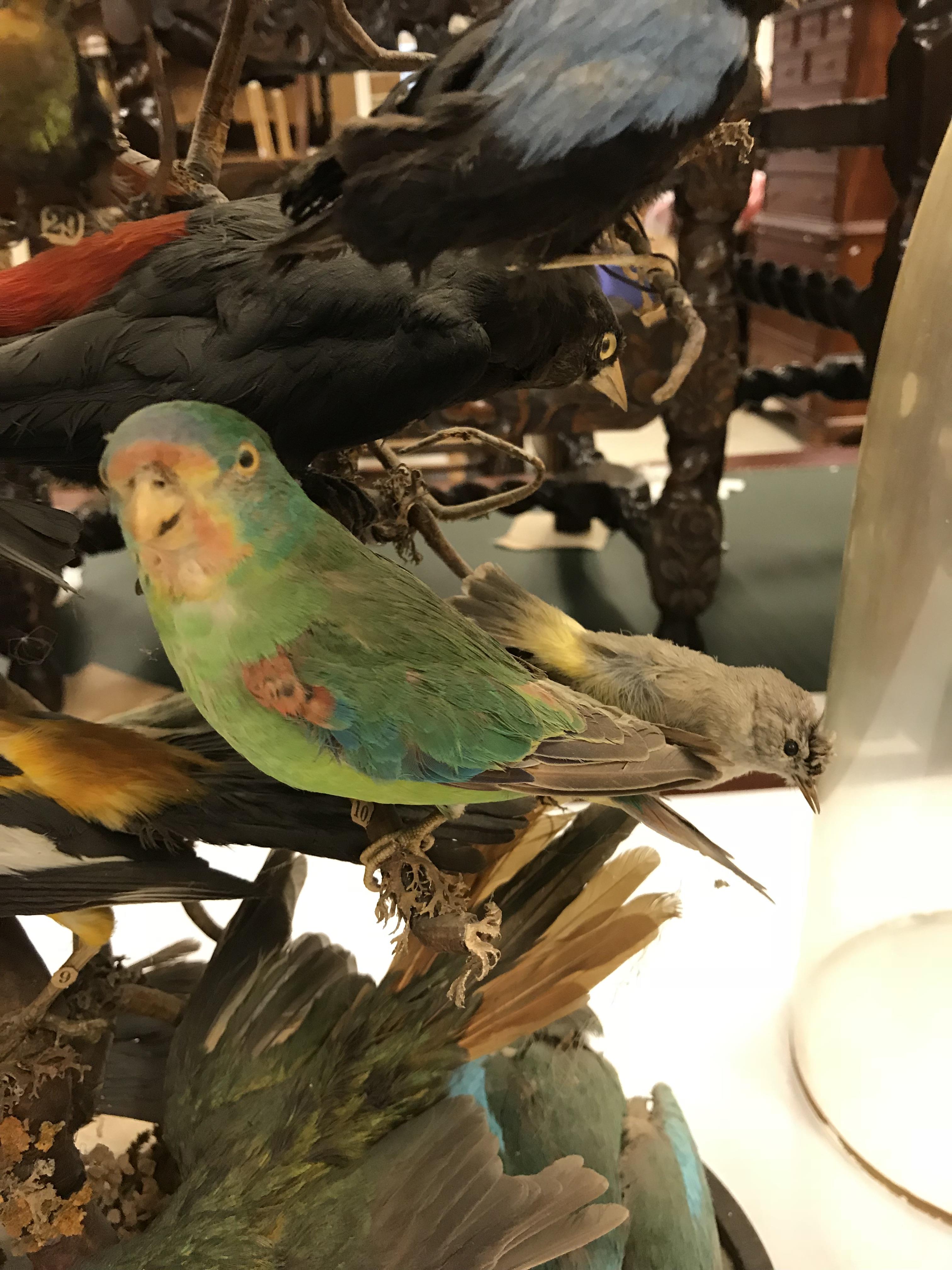 A Victorian taxidermy stuffed and mounted collection of thirty-three various exotic birds - Image 5 of 10