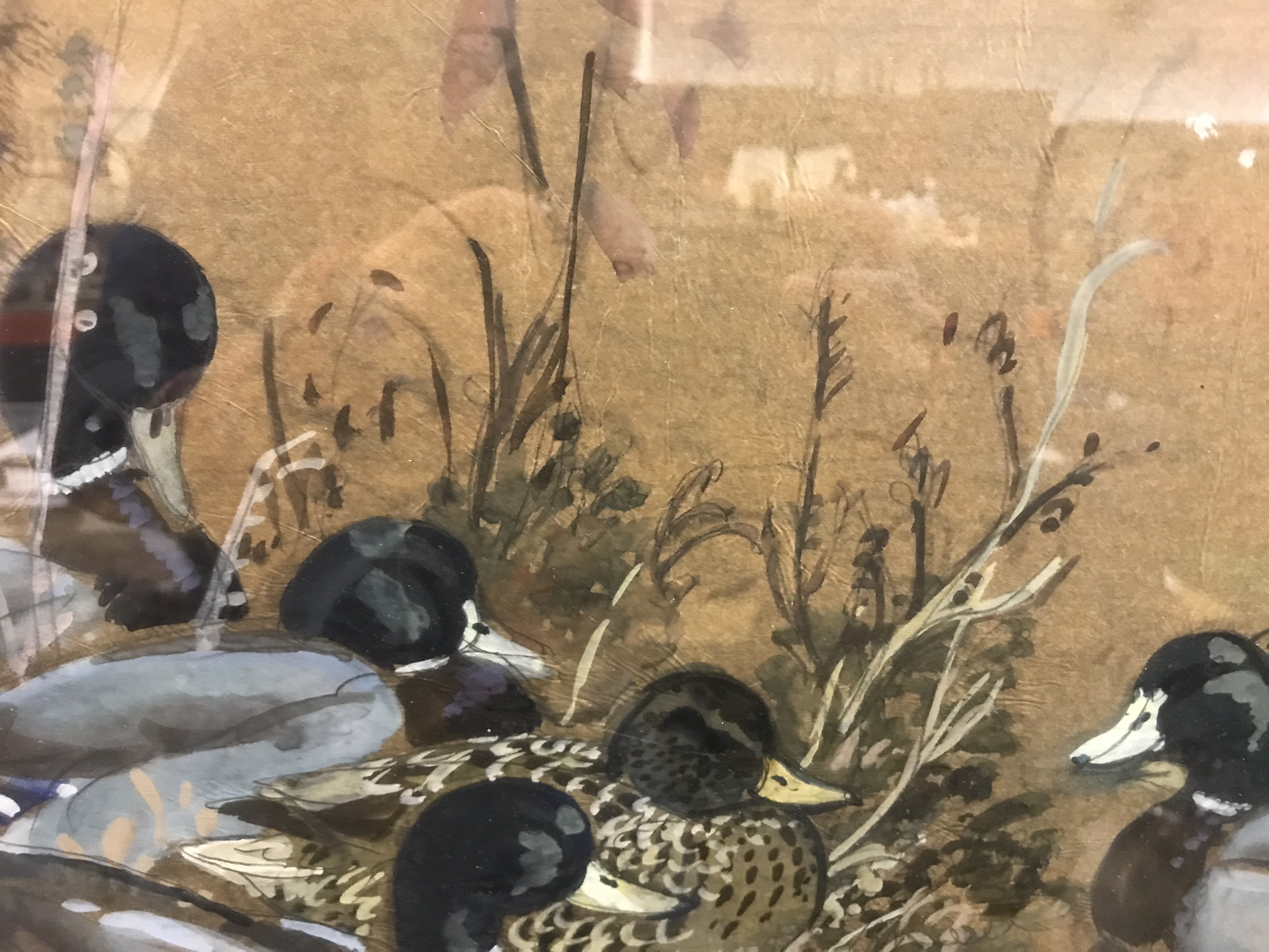 CHARLE FREDERICK TUNNICLIFFE "Mallards resting", watercolour heightened with white, - Image 9 of 31