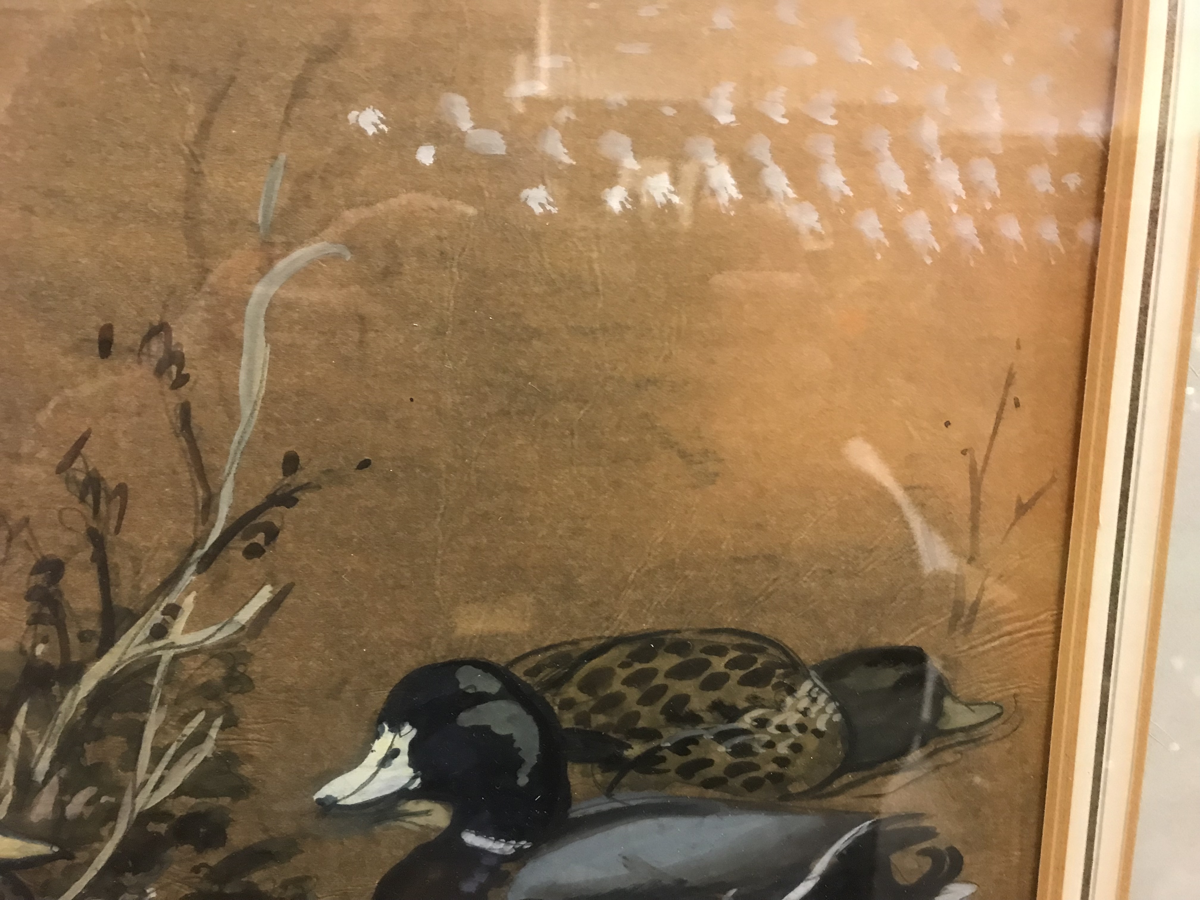 CHARLE FREDERICK TUNNICLIFFE "Mallards resting", watercolour heightened with white, - Image 8 of 31