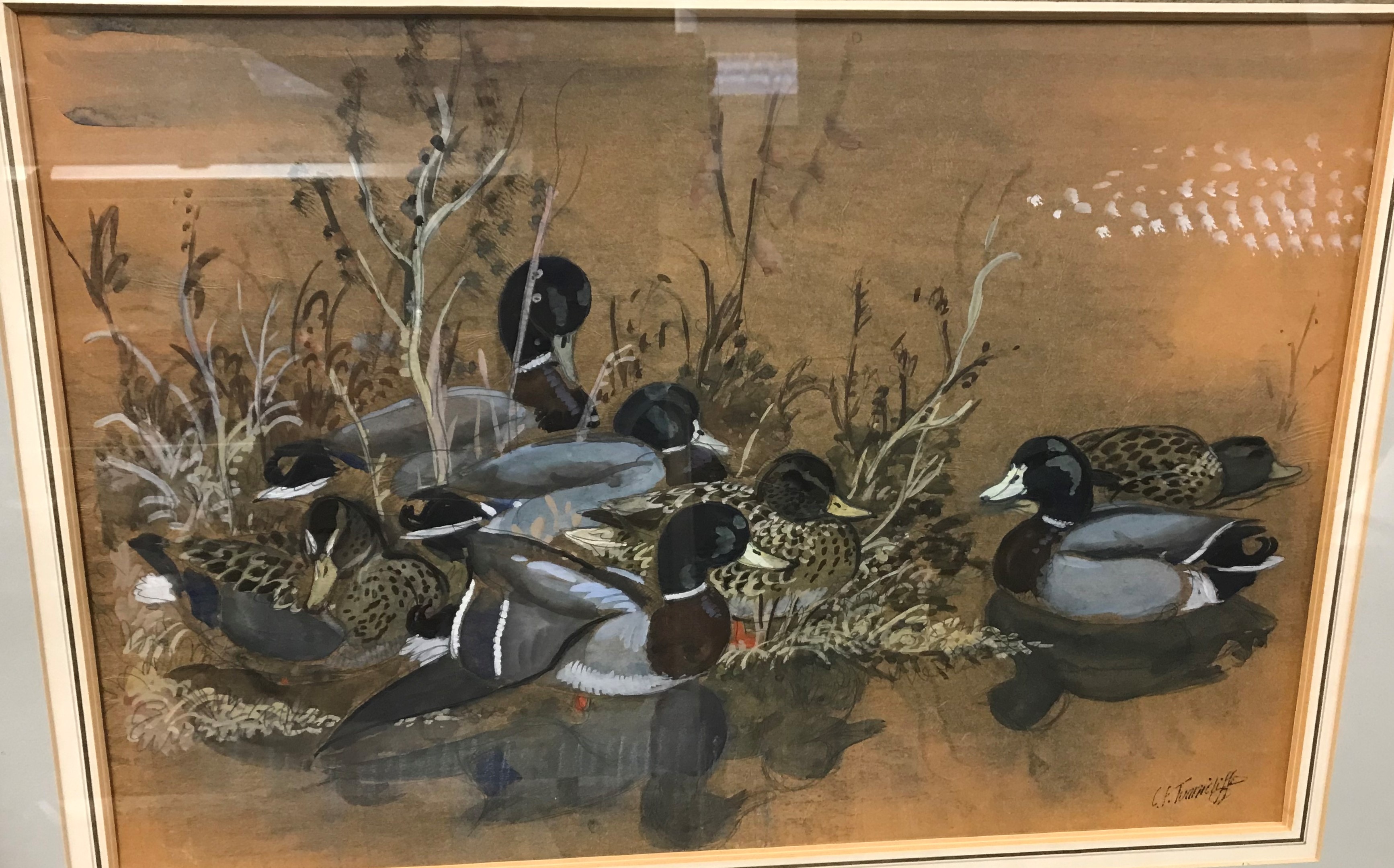 CHARLE FREDERICK TUNNICLIFFE "Mallards resting", watercolour heightened with white,