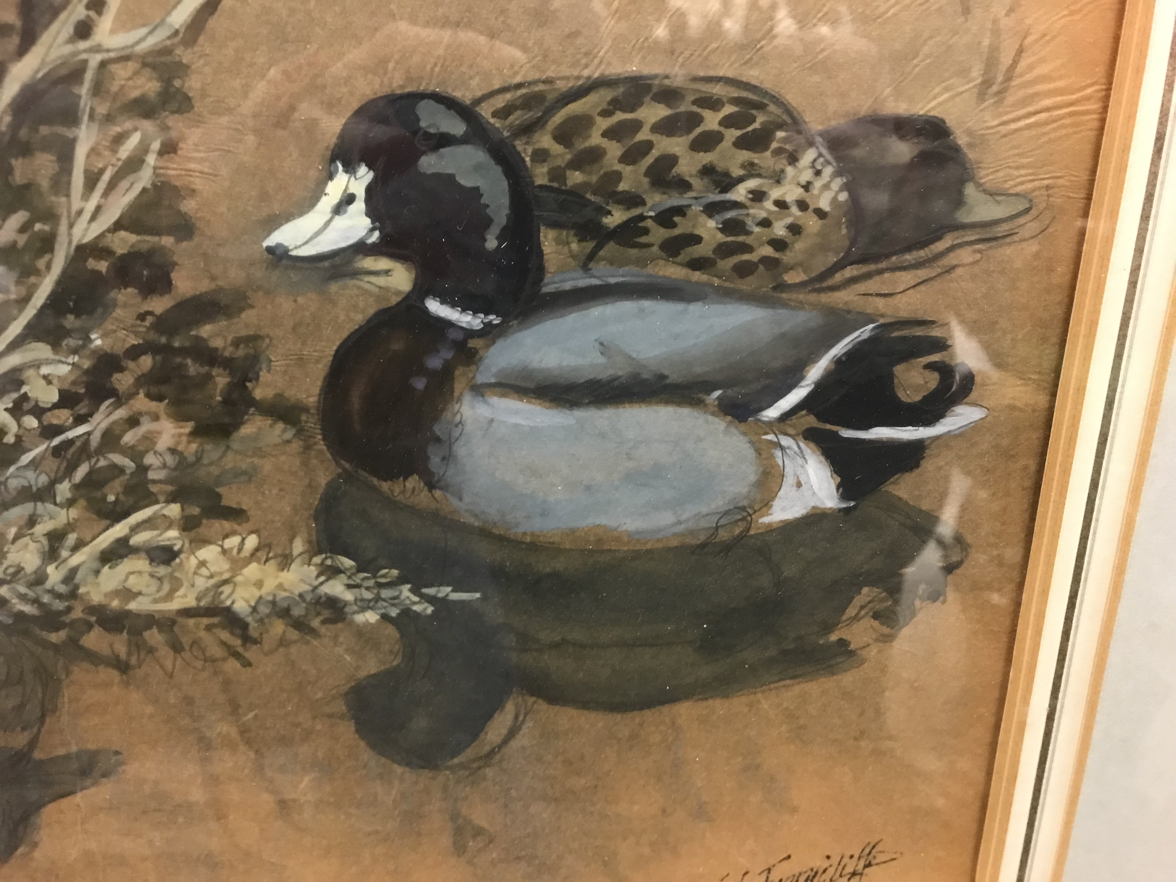 CHARLE FREDERICK TUNNICLIFFE "Mallards resting", watercolour heightened with white, - Image 15 of 31