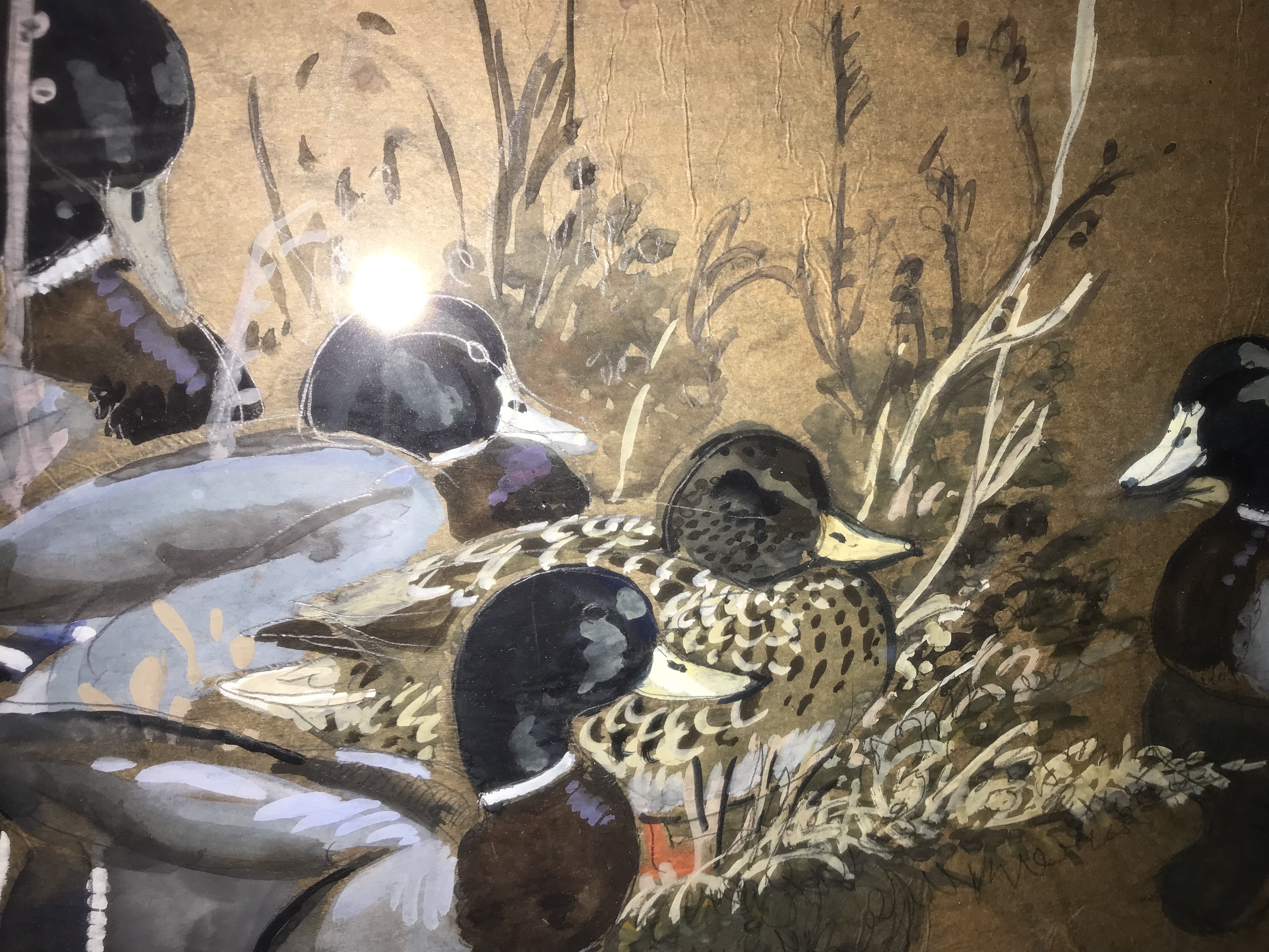 CHARLE FREDERICK TUNNICLIFFE "Mallards resting", watercolour heightened with white, - Image 25 of 31