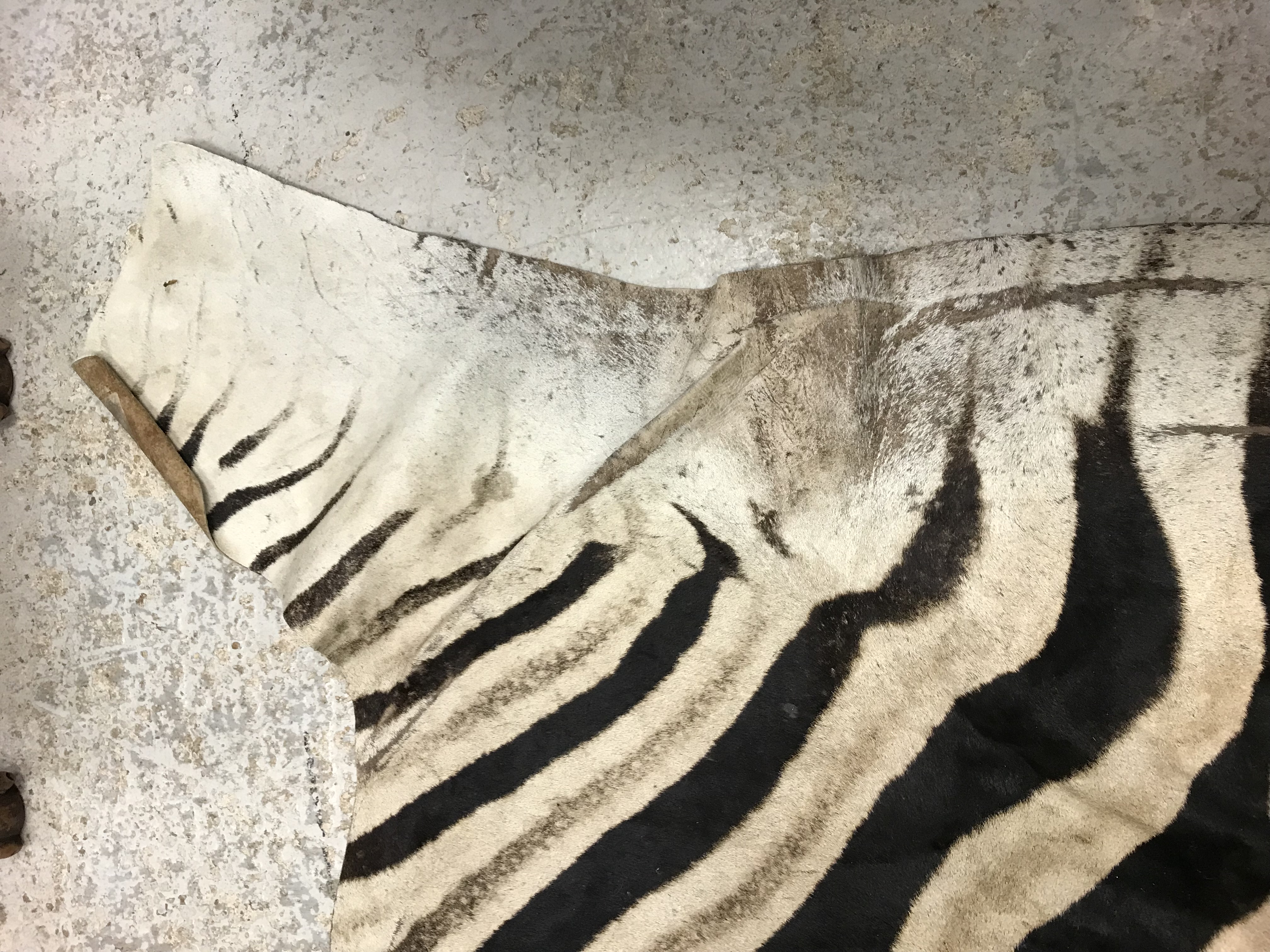 An un-mounted Zebra pelt rug, - Image 6 of 19