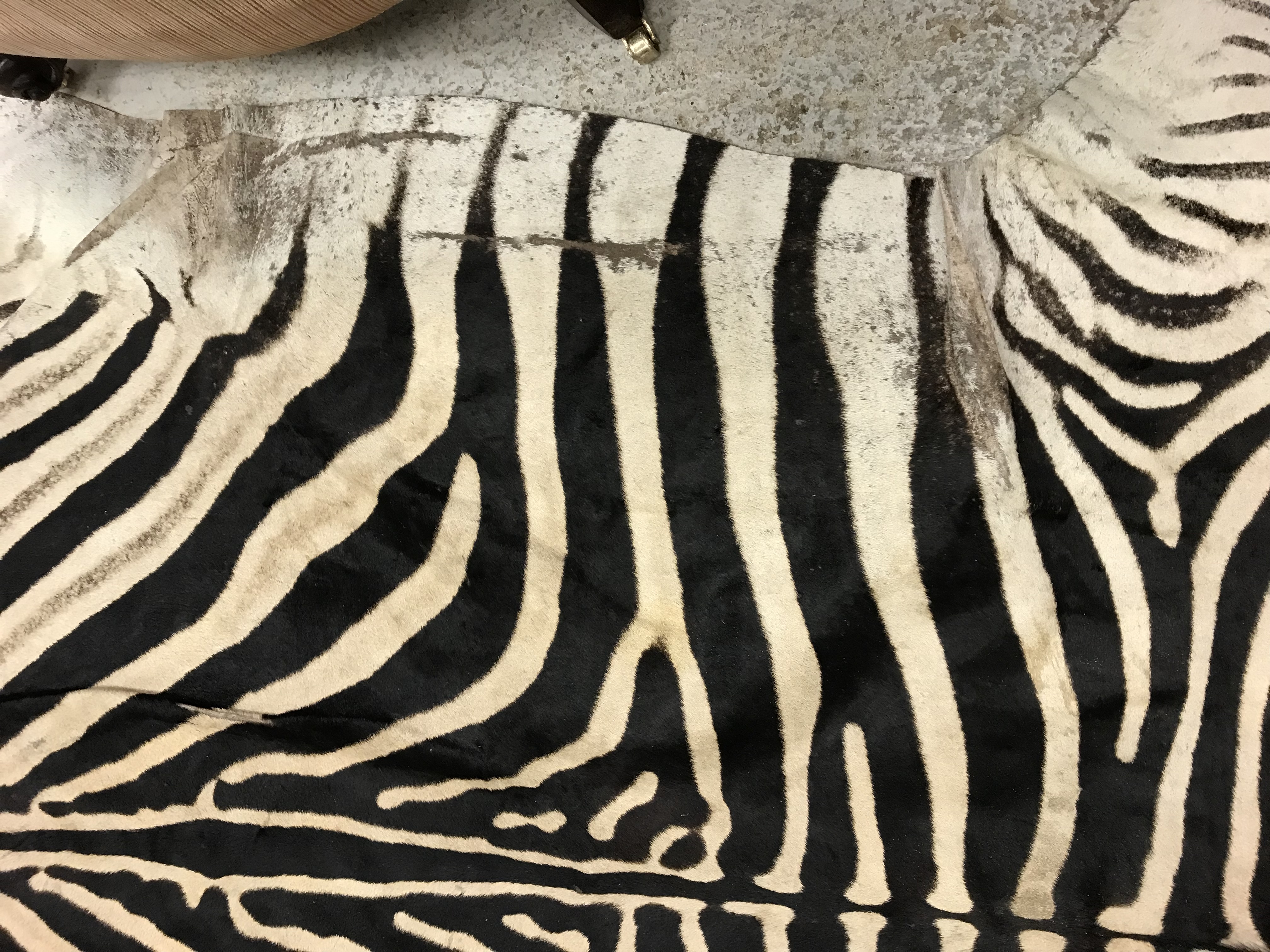 An un-mounted Zebra pelt rug, - Image 5 of 19