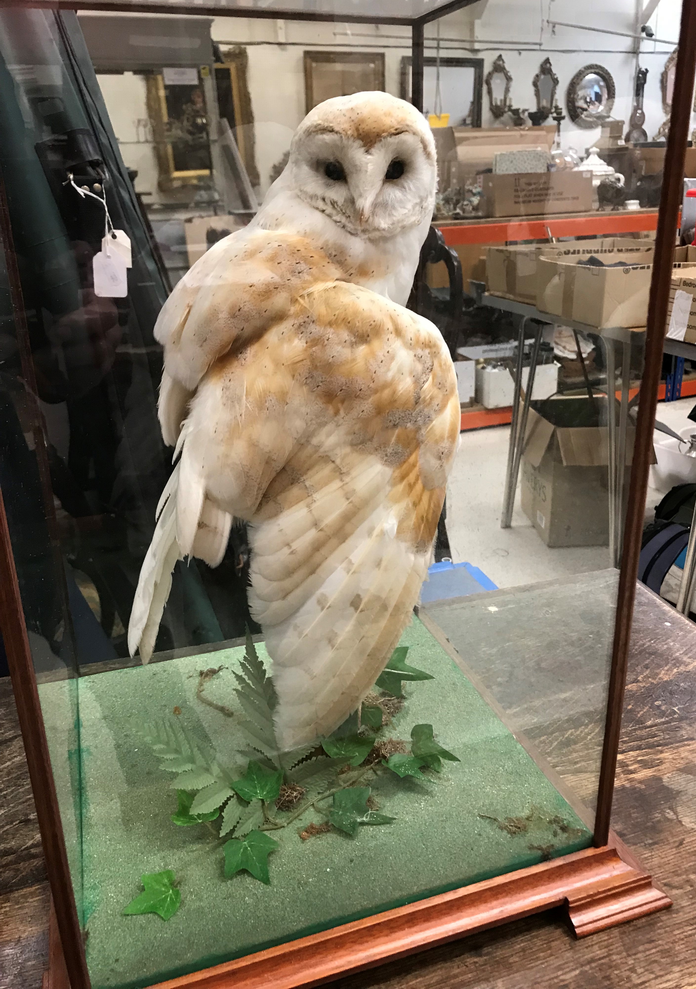 A taxidermy stuffed and mounted Common Barn Owl (Tyto Alba),