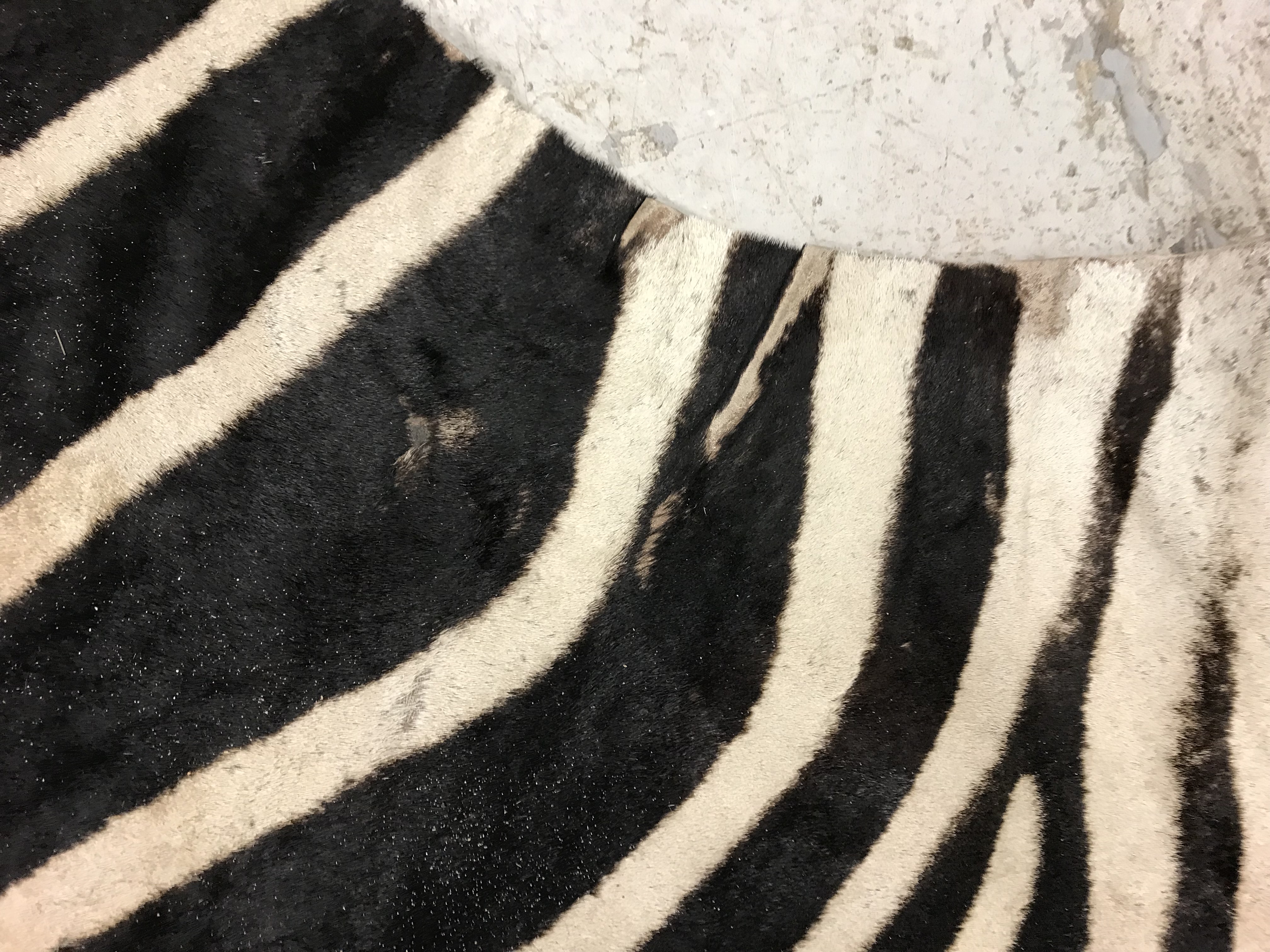 An un-mounted Zebra pelt rug, - Image 12 of 19