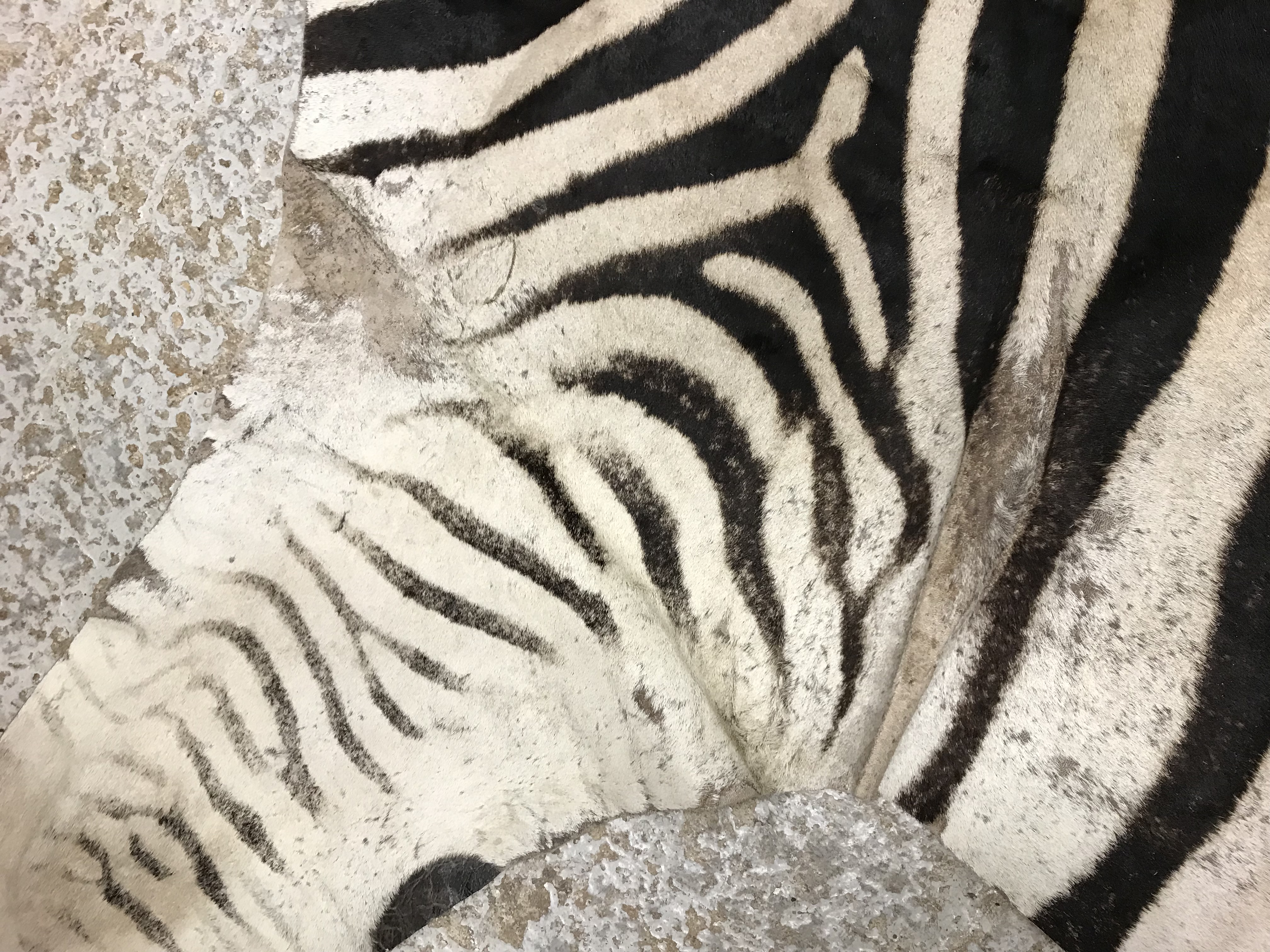 An un-mounted Zebra pelt rug, - Image 13 of 19
