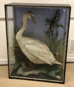 A taxidermy stuffed and mounted Swan and Teal in naturalistic setting and three sided glazed