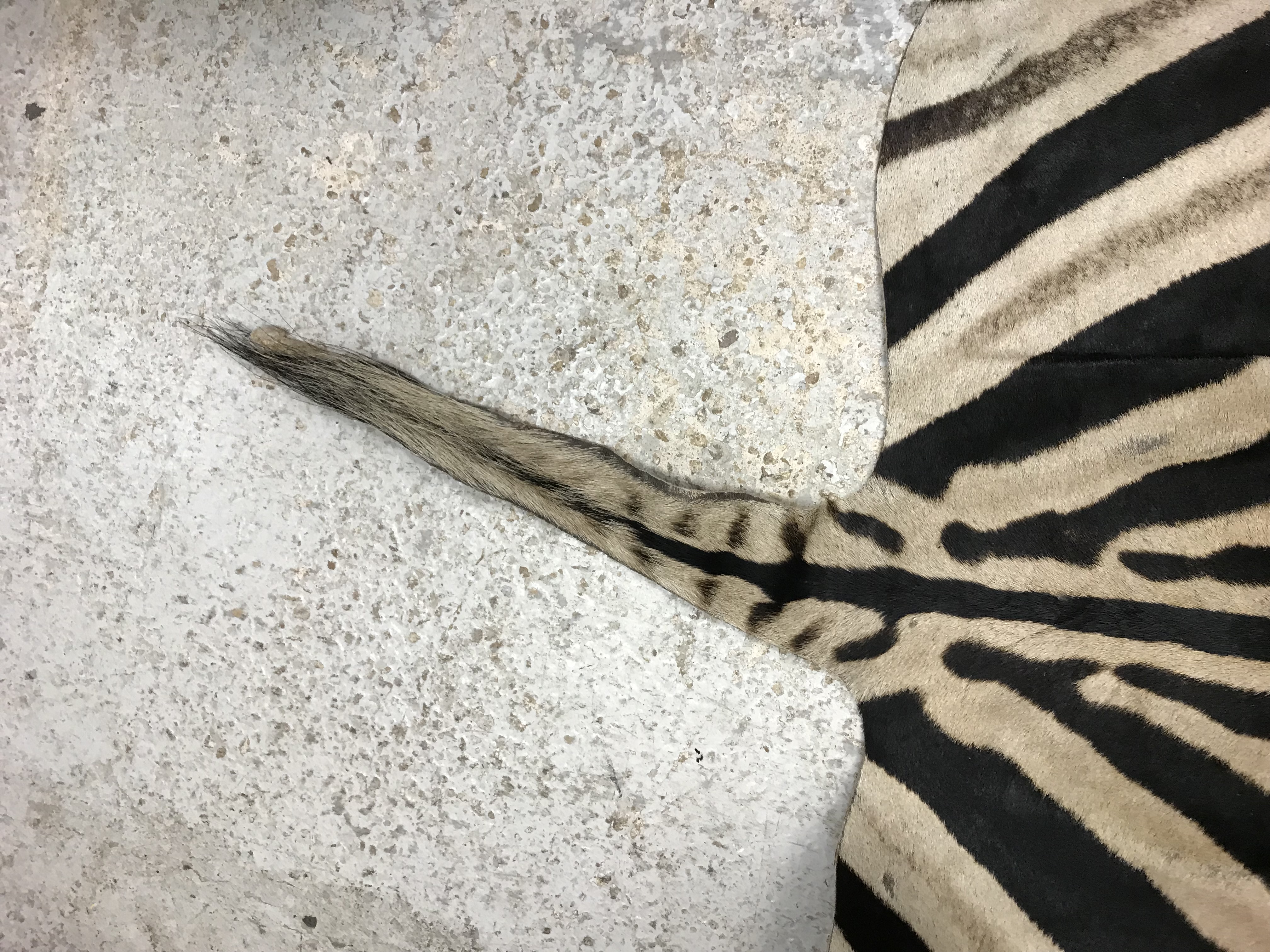 An un-mounted Zebra pelt rug, - Image 7 of 19