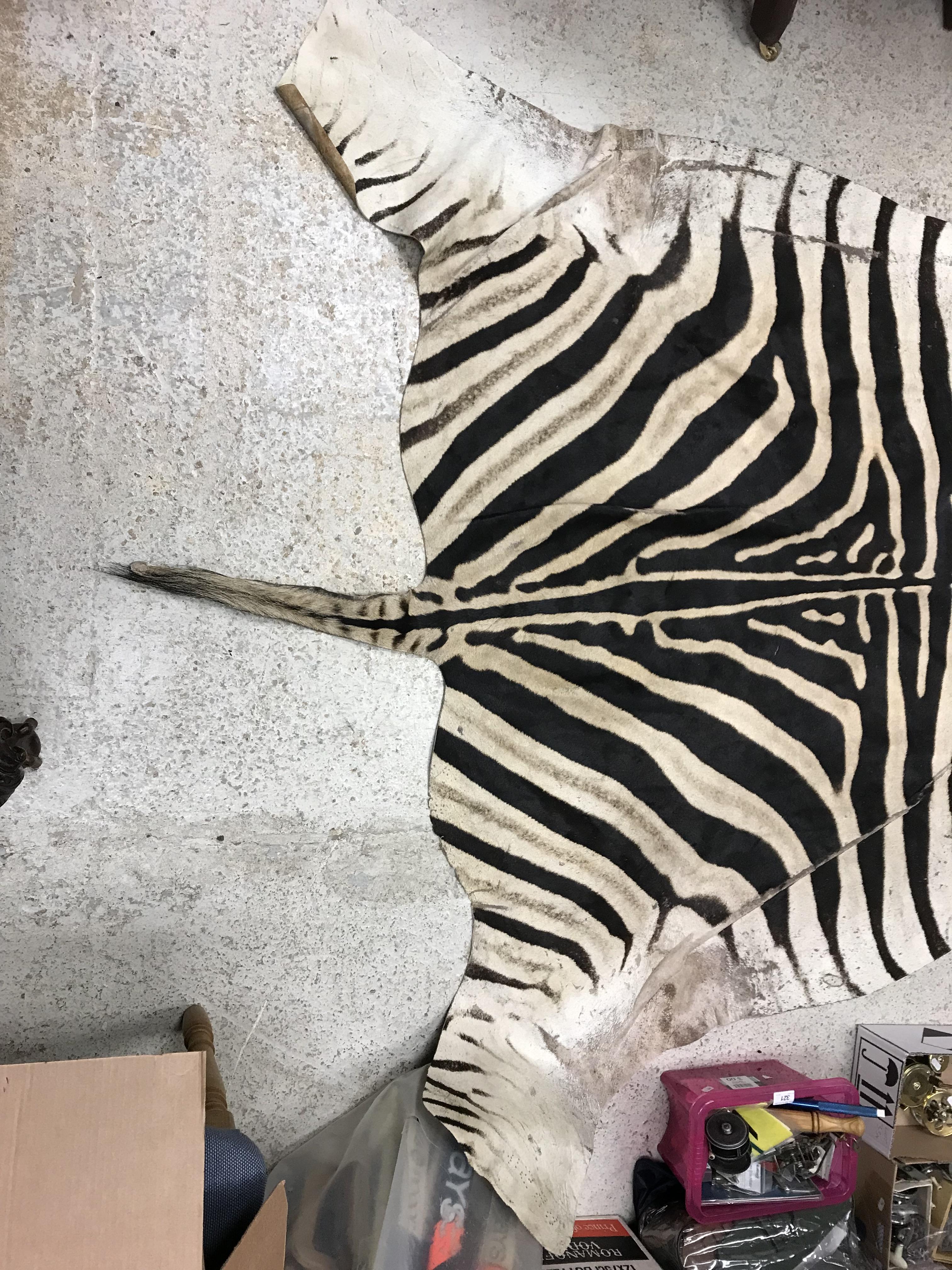 An un-mounted Zebra pelt rug, - Image 14 of 19