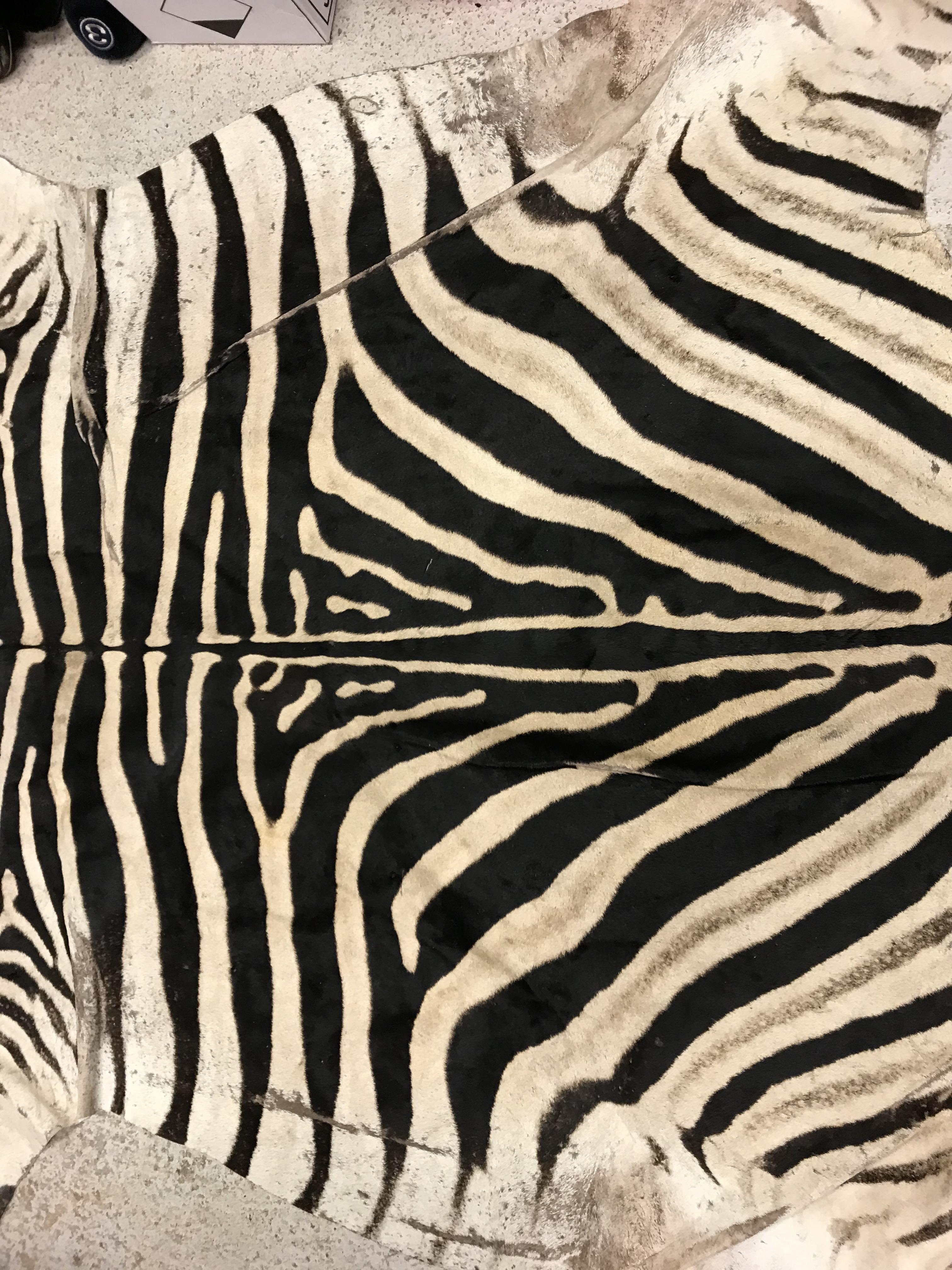 An un-mounted Zebra pelt rug, - Image 15 of 19