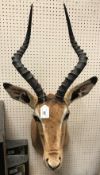 A modern taxidermy stuffed and mounted Impala head and shoulder mount approx.