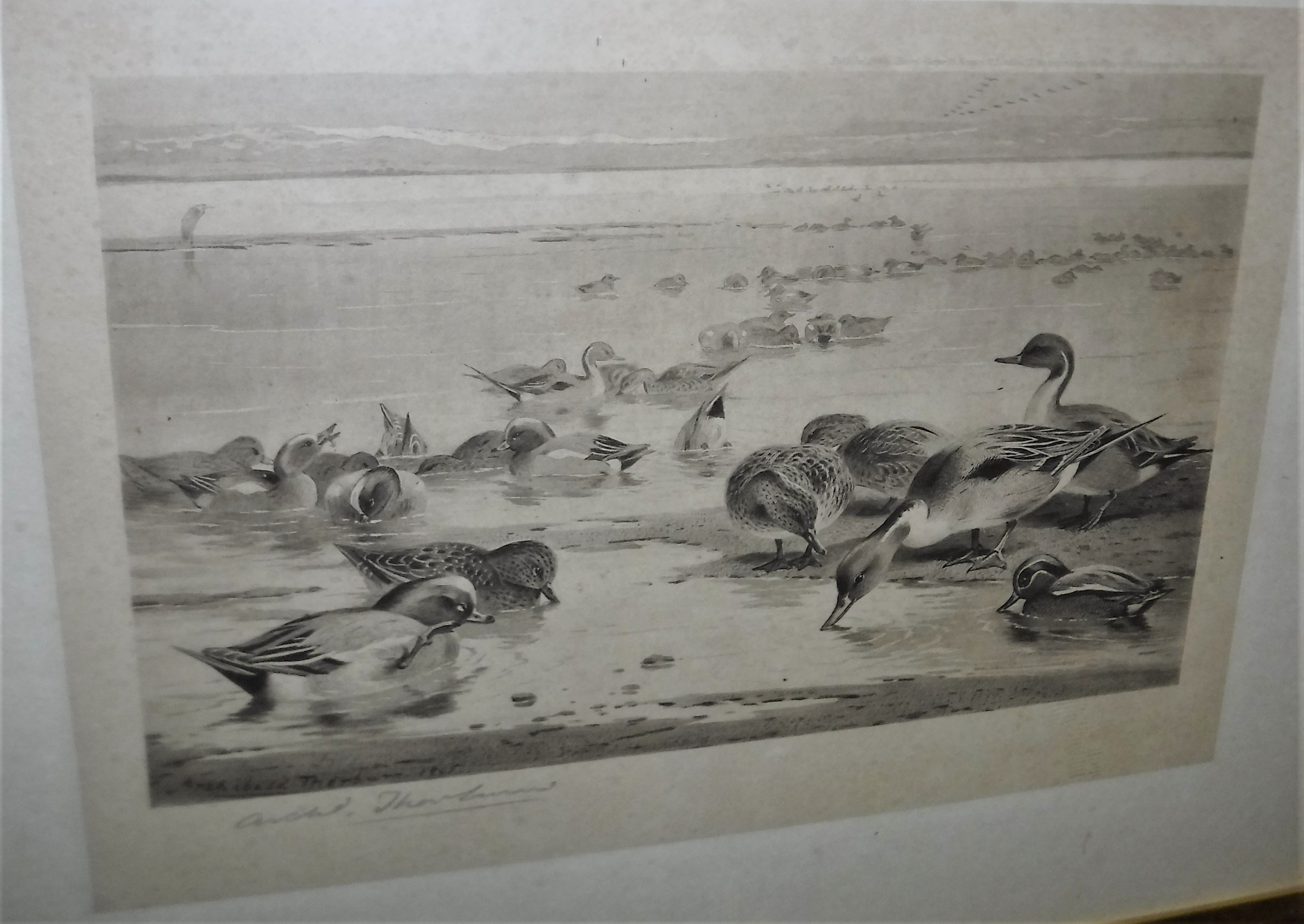 AFTER ARCHIBALD THORBURN "Mallards alighting with Terns on the beach", - Image 2 of 2