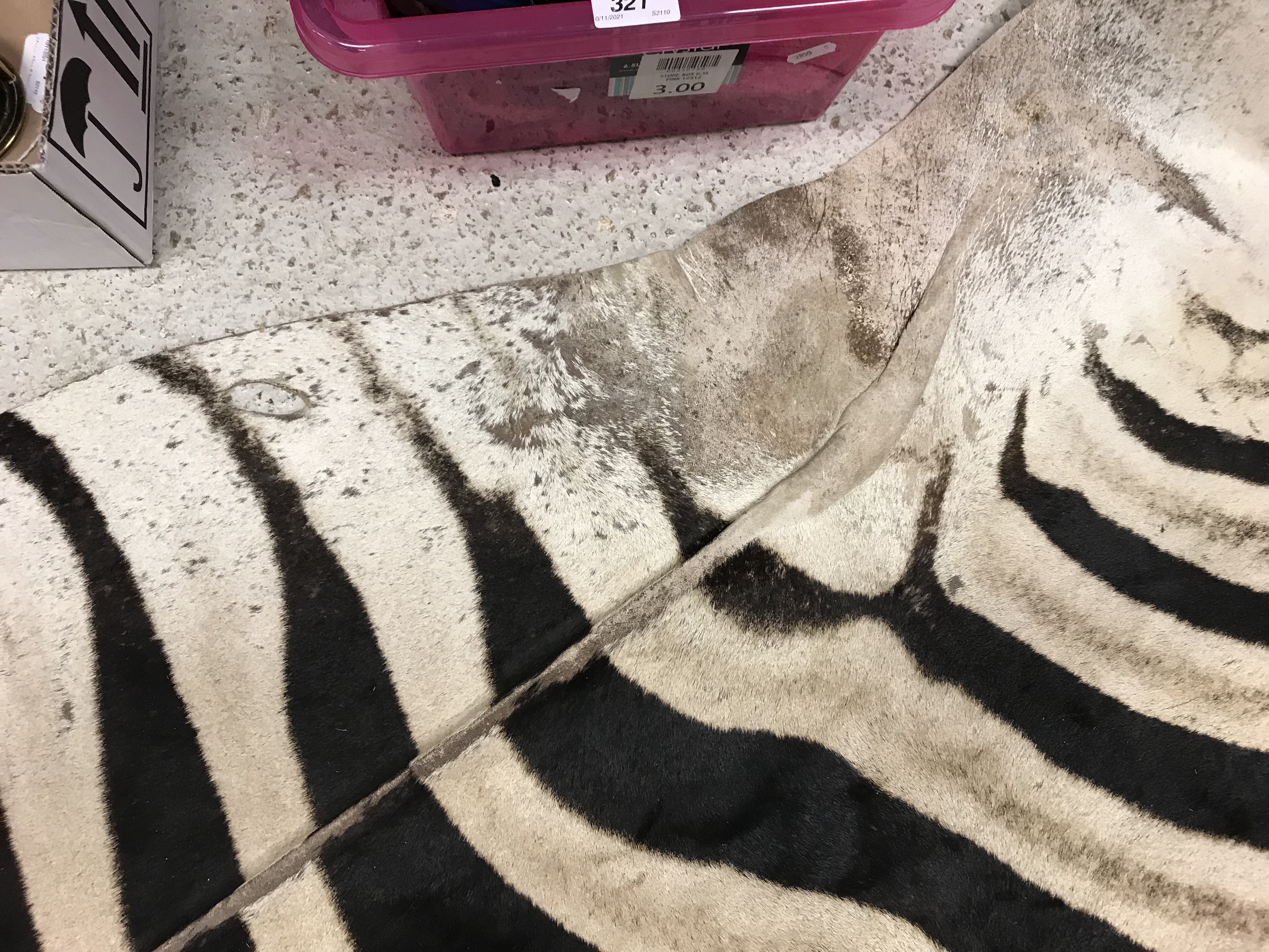 An un-mounted Zebra pelt rug, - Image 9 of 19