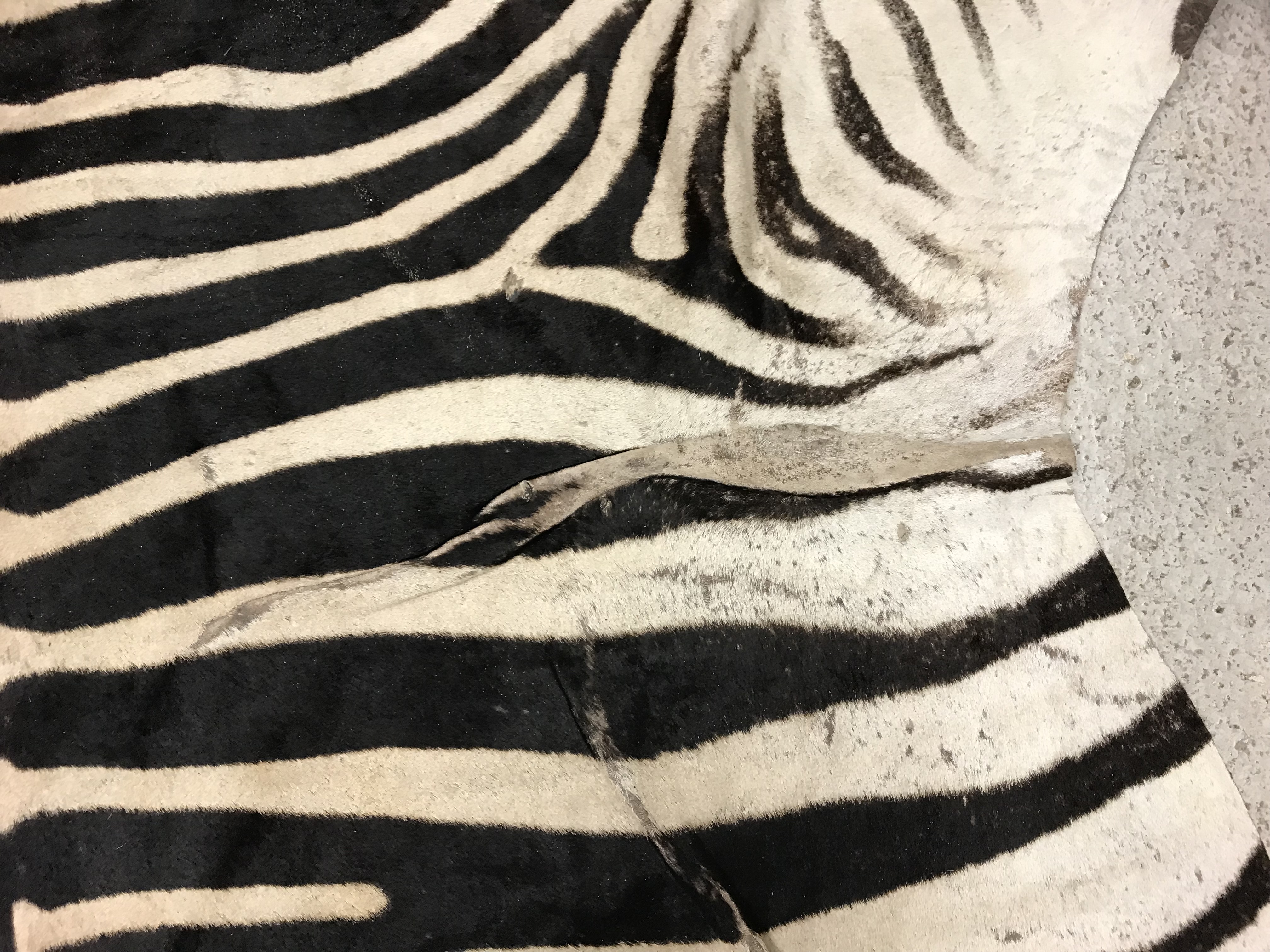 An un-mounted Zebra pelt rug, - Image 11 of 19