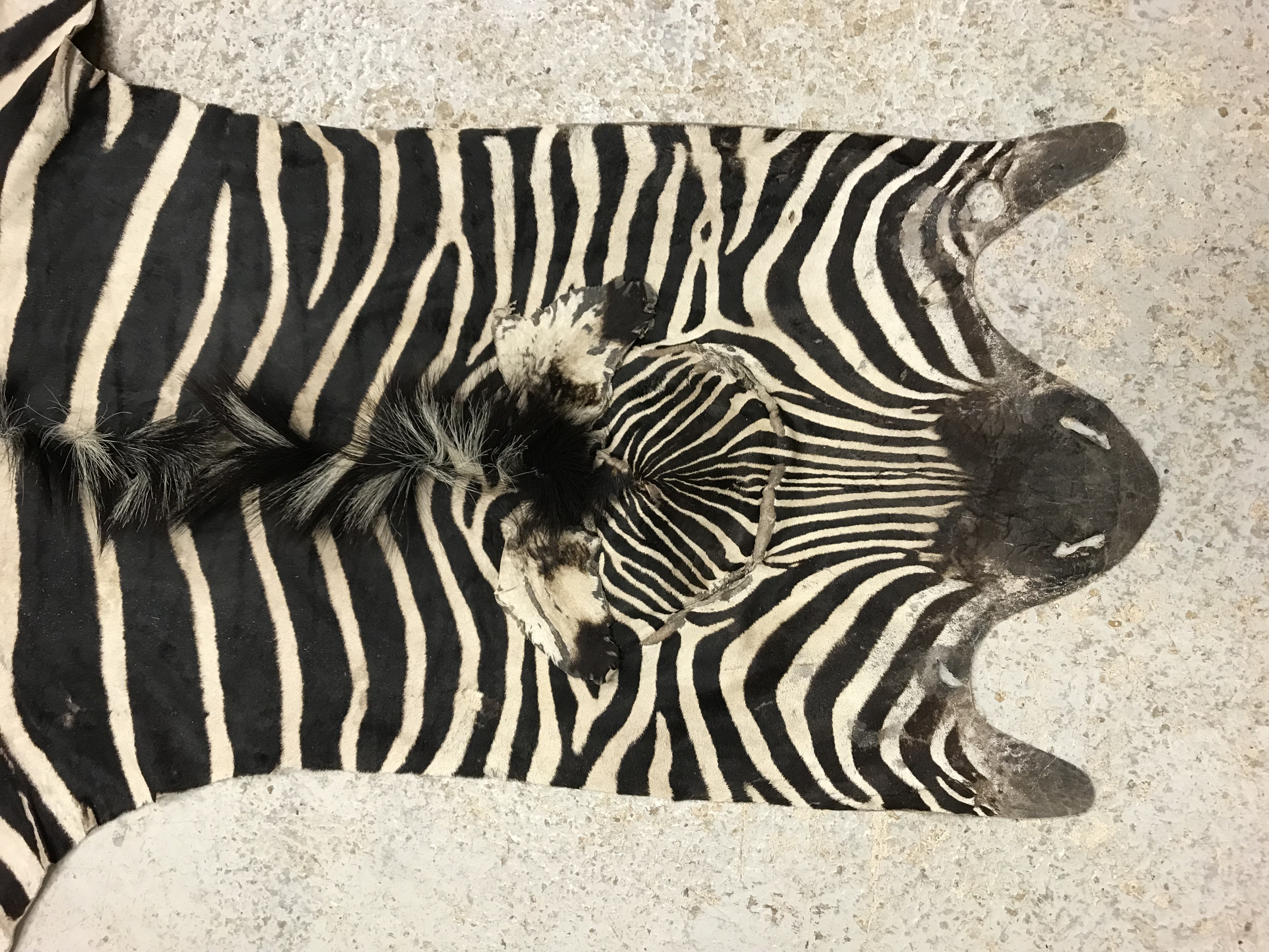 An un-mounted Zebra pelt rug, - Image 2 of 19