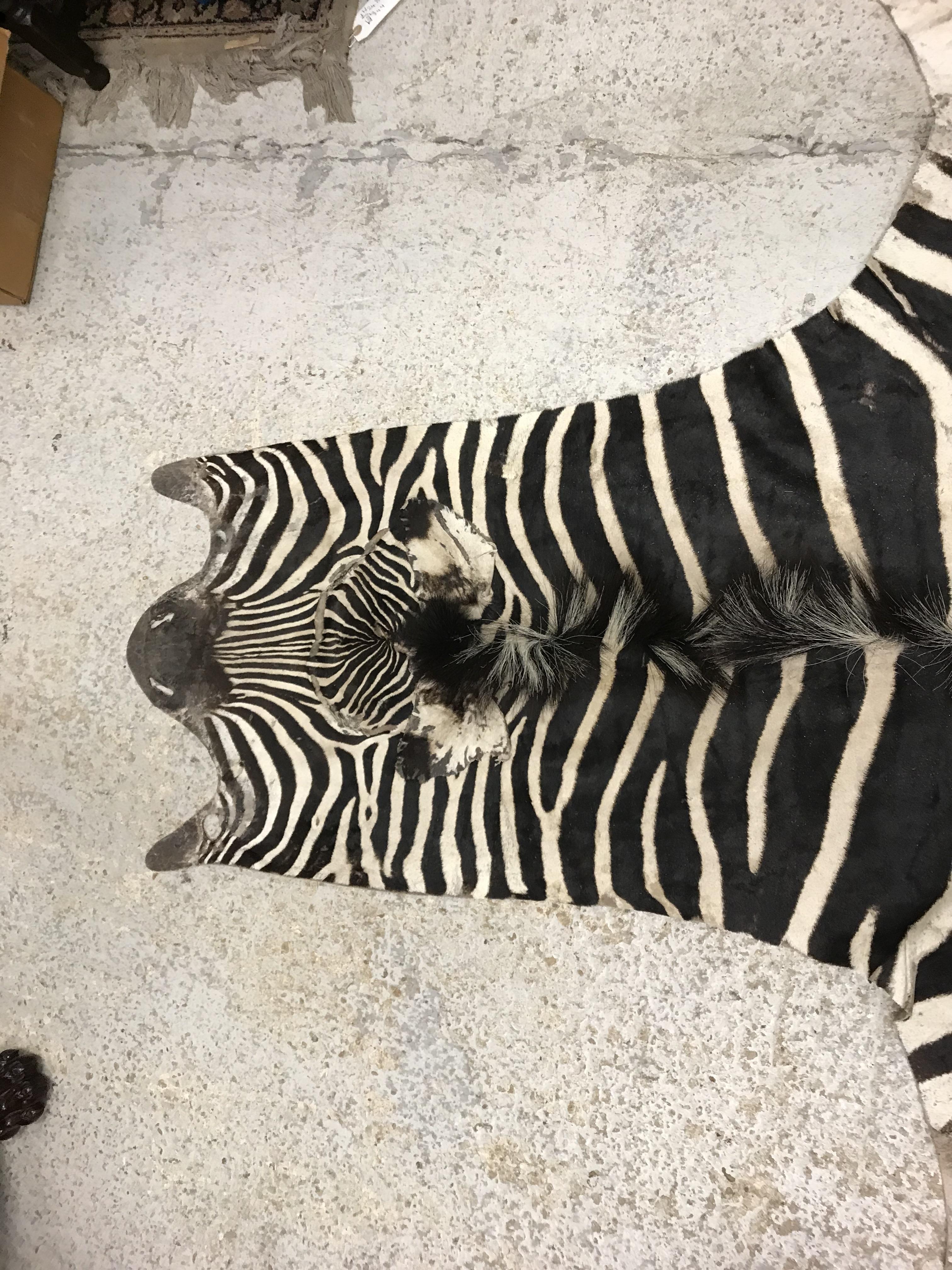 An un-mounted Zebra pelt rug, - Image 17 of 19