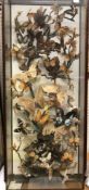 A late Victorian picture frame glazed collection of various native Butterflies and Moths by H