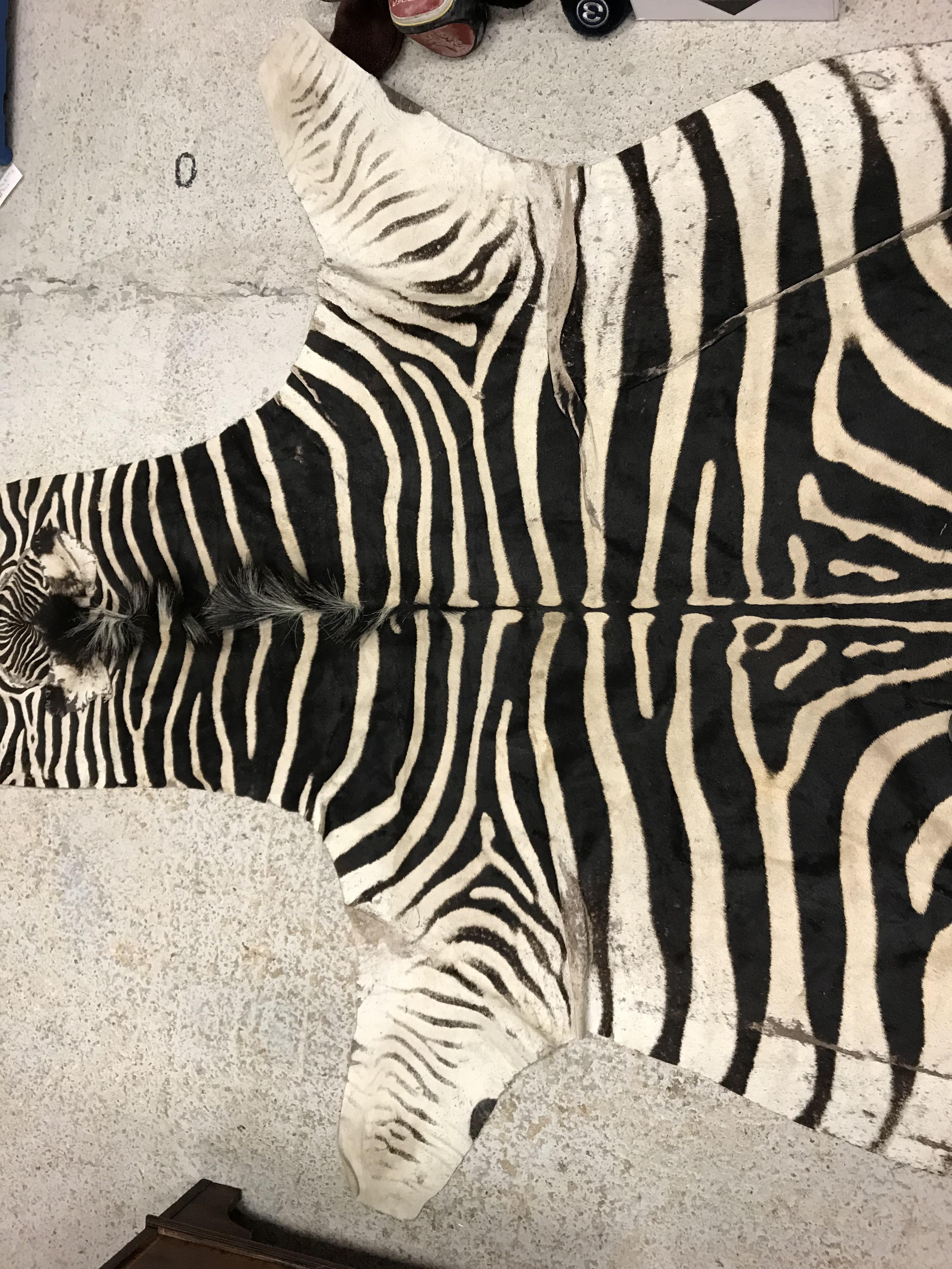 An un-mounted Zebra pelt rug, - Image 16 of 19