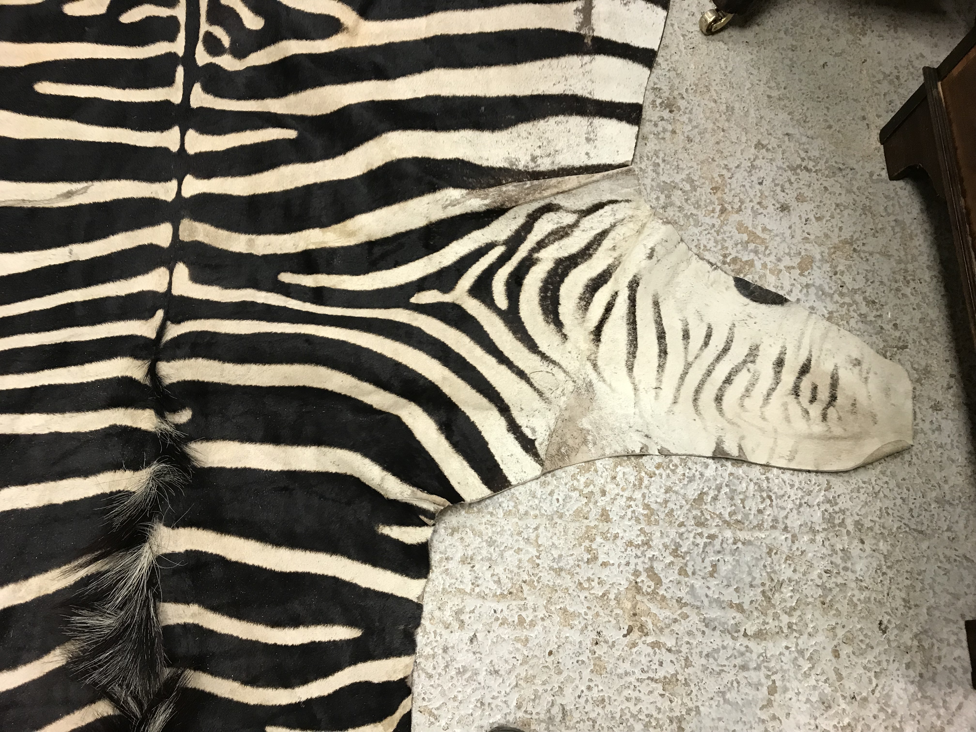 An un-mounted Zebra pelt rug, - Image 4 of 19