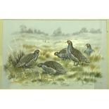 PAUL A NICHOLAS "Study of Grey Legged Partridge in landscape", watercolour heightened with white,