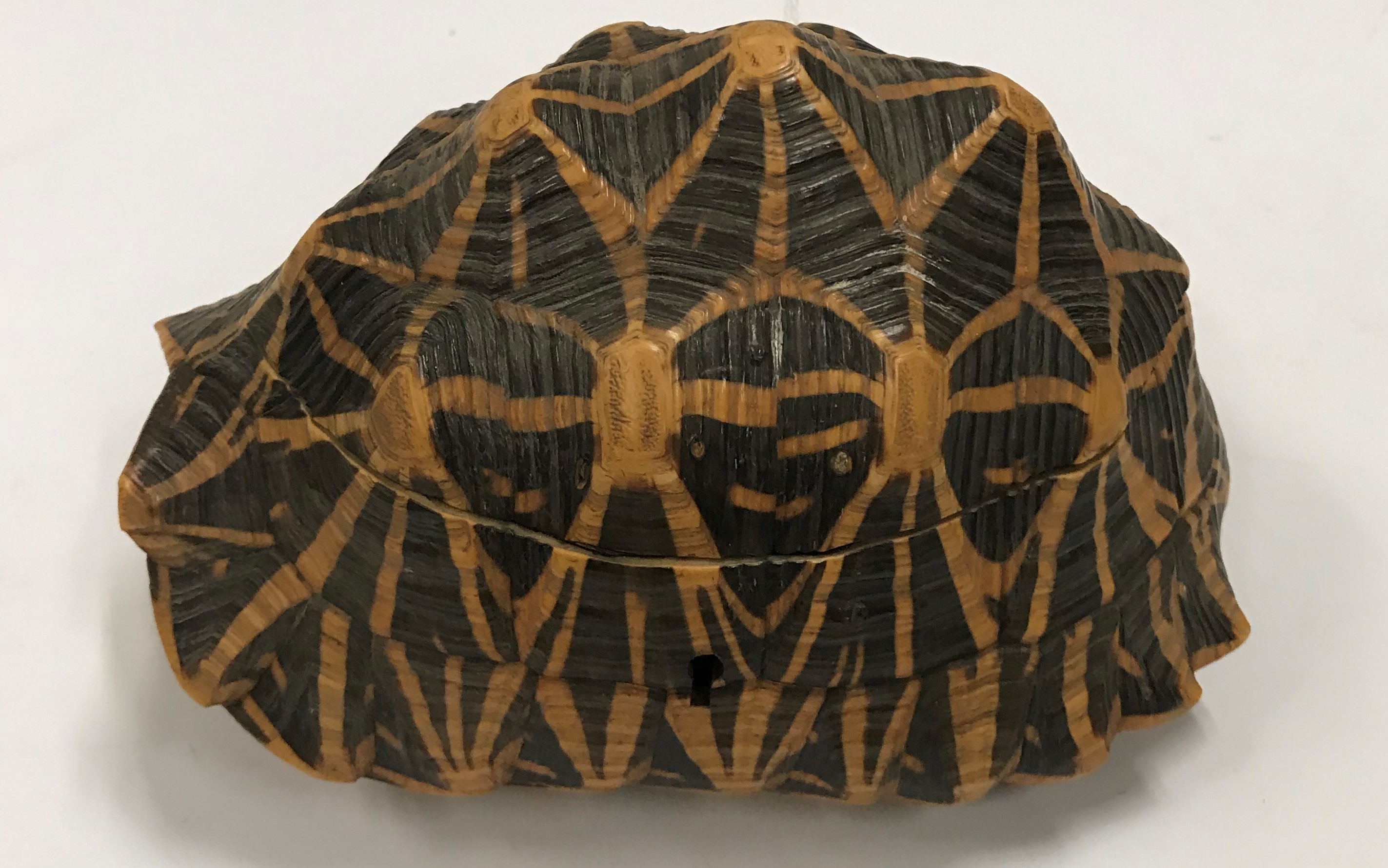 An early 20th Century mounted tortoiseshell box with parquetry inlaid decoration to the interior