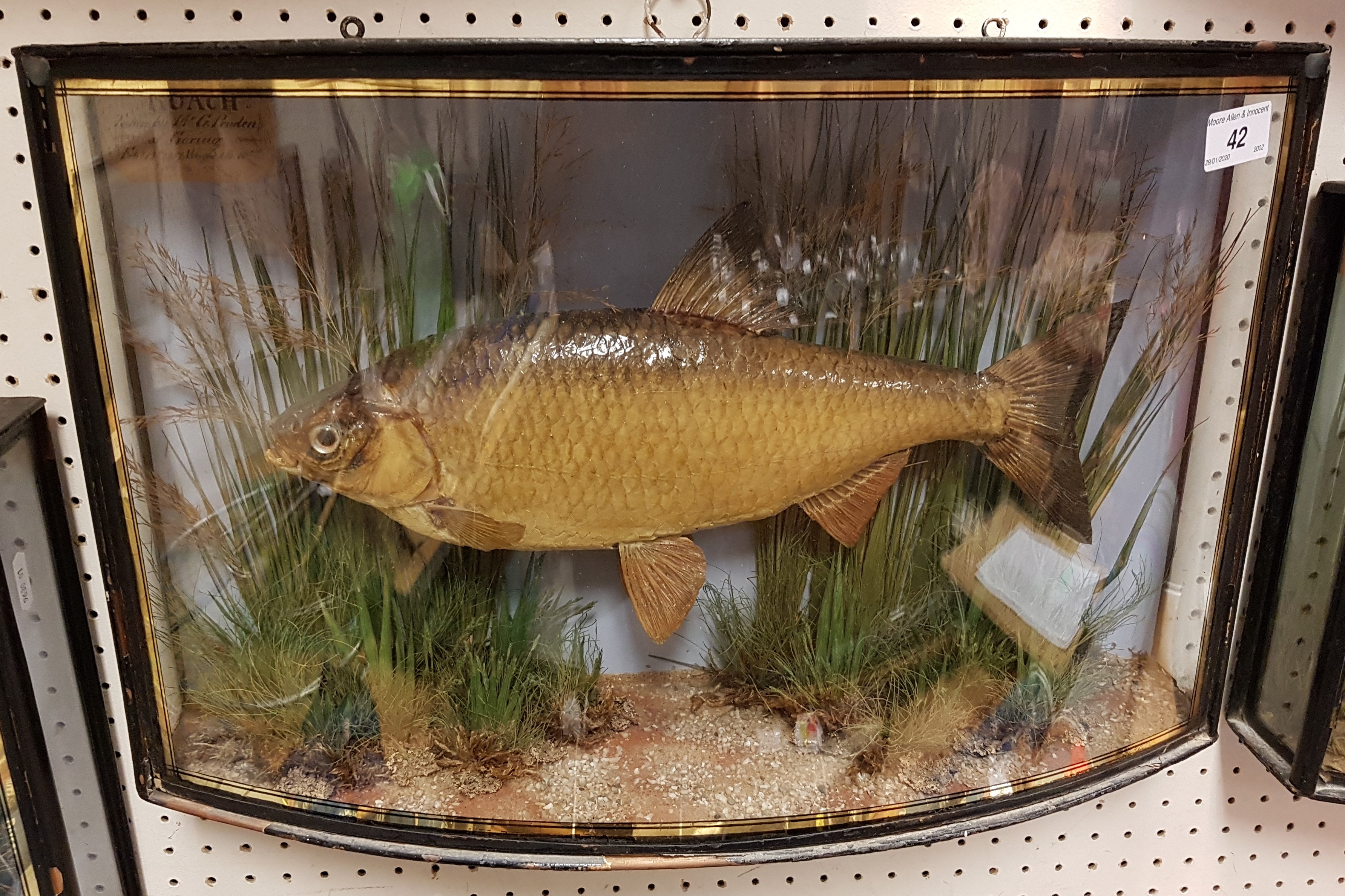 A Victorian taxidermy stuffed and mounted Roach in verre eglomise bow-fronted glazed display case by