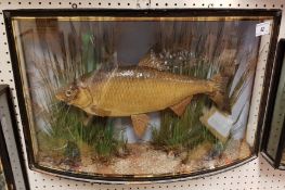 A Victorian taxidermy stuffed and mounted Roach in verre eglomise bow-fronted glazed display case by