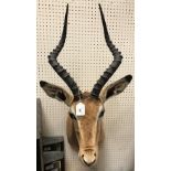 A modern taxidermy stuffed and mounted Impala head and shoulder mount approx. 86 cm high