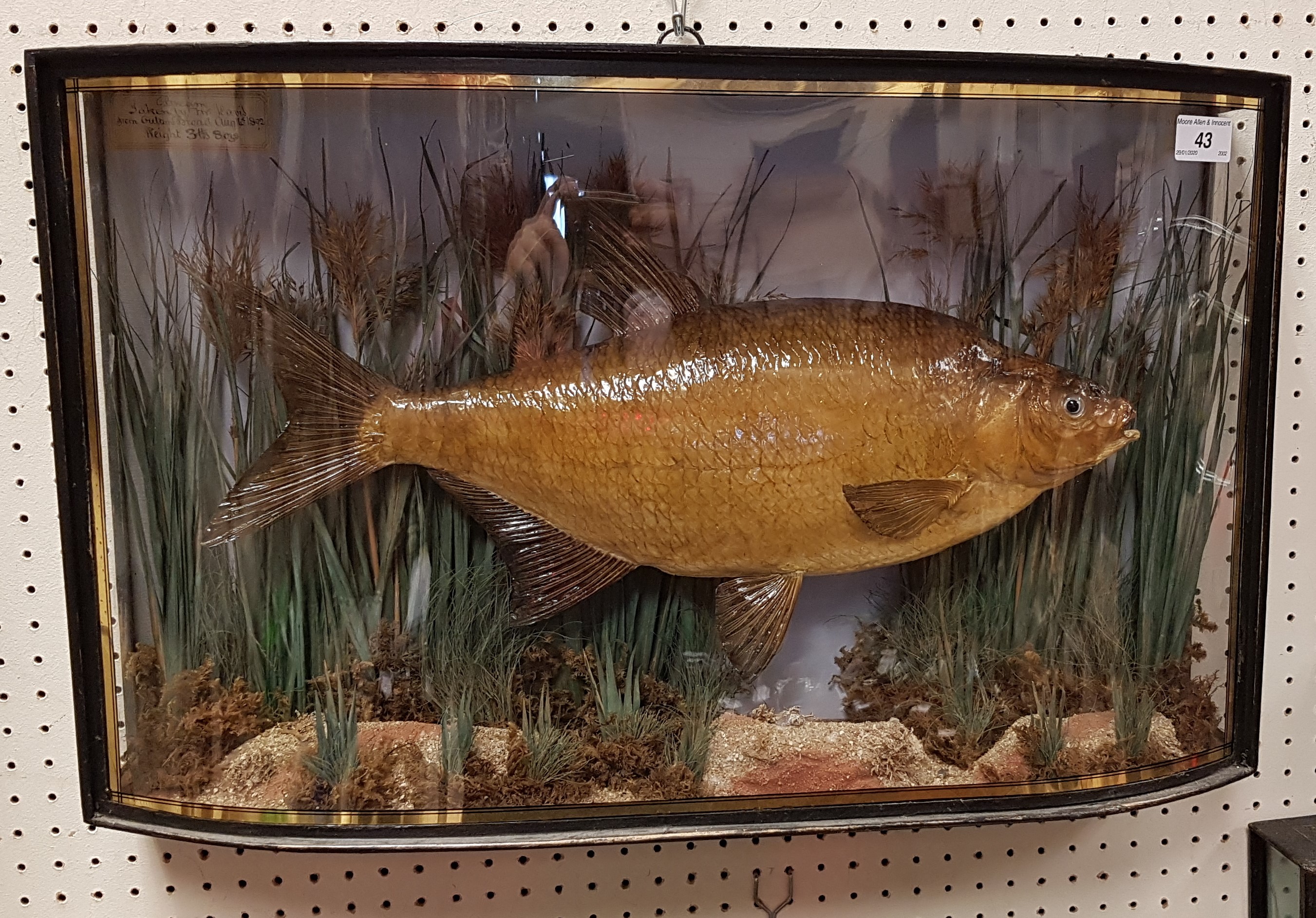 A rare Victorian taxidermy stuffed and mounted Bream by F Anstiss of London, in naturalistic setting