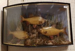 A rare Victorian taxidermy stuffed and mounted pair of Roach and single Rudd by J Cooper & Sons,