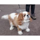 Walkies! - 5 hours of dog walking within a 5 mile radius of Cirencester-Karen Appleby