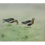 RON DAVID DIGBY “Red breasted geese”, a